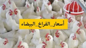 قبل ما تشتري.. تعرف على سعر الفراخ البيضاء اليوم في الأسواق