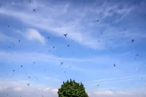 انتشار غير مسبوق للحشرات في مدن المغرب.. خبراء يربطون الظاهرة بتقلبات الطقس والمناخ