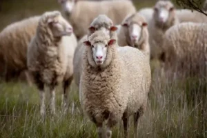 شروط اختيار الأضحية الصحيحة شرعًا.. دليل شامل لاختيار الأضحية المثالية