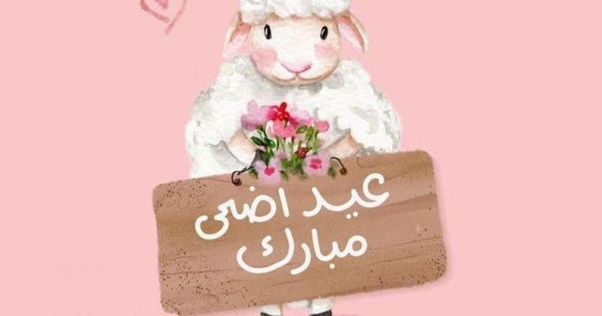 قبل شراء الأضحية 2026.. أهم شروط اختيار الماشية السليمة لضمان أضحية صحيحة