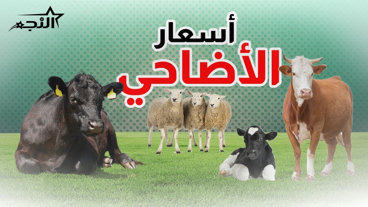تعرف على أسعار الأضاحي في تركيا 2026 وخيارات التبرع المتاحة هذا العام