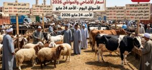 تحديث أسعار اللحوم والمواشي والأضاحي 2026 اليوم في الأسواق المصرية قبل عيد الأضحى مع أحدث المؤشرات