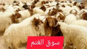 أسعار الأضاحي في قطر 2026.. تكلفة الخراف والعجول وتوقعات السوق قبل عيد الأضحى