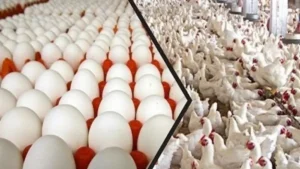أسعار الفراخ والبيض اليوم في الأقصر 31 مايو 2026.. استقرار ملحوظ في الأسواق وبورصة الدواجن