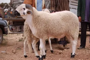 أسرار خفية في أسواق الأضاحي بالجزائر.. علامات تكشف لك الأضحية غير الصحية وكيف تحمي نفسك قبل الشراء