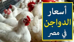 هدوء في سوق الدواجن اليوم.. استقرار الفراخ البيضاء وتراجع ملحوظ في البيض الإثنين 11 مايو 2026