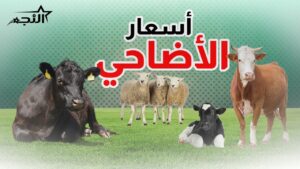 هل ترتفع أسعار الأضاحي في السعودية 2026؟.. مؤشرات جديدة تثير الجدل