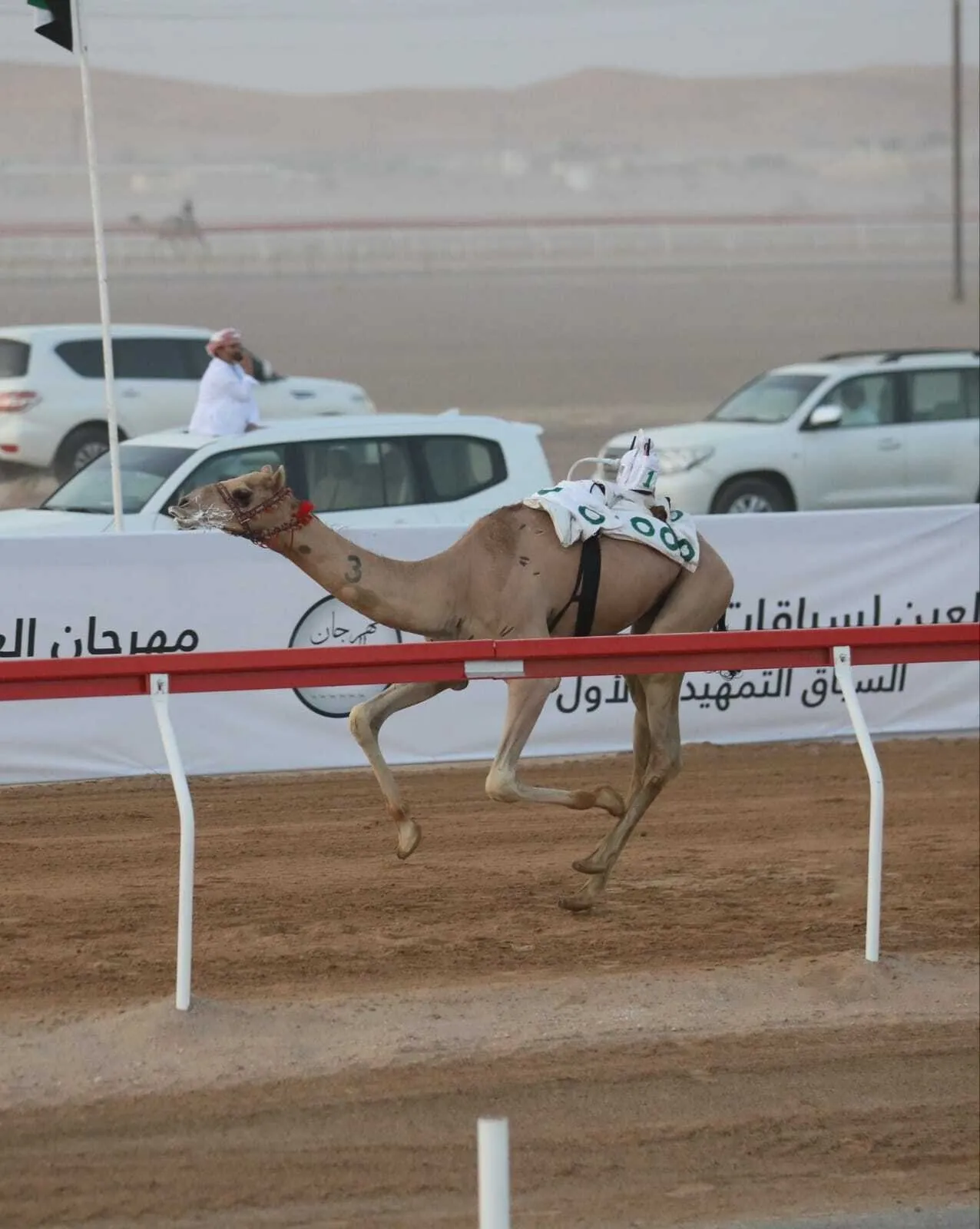 سباقات الهجن في العين.. تفاصيل انطلاق التمهيدي الثاني يوم 31 يوليو 2026