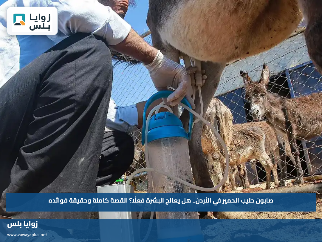 صابون حليب الحمير في الأردن.. هل يعالج البشرة فعلًا؟ القصة كاملة وحقيقة فوائده