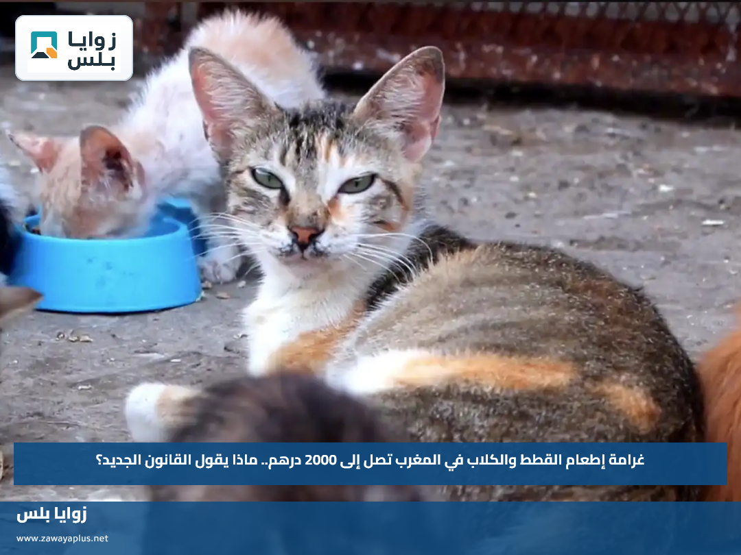غرامة إطعام القطط والكلاب في المغرب تصل إلى 2000 درهم.. ماذا يقول القانون الجديد؟