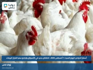 أسعار الدواجن اليوم السبت 1 أغسطس 2026.. انخفاض جديد في الأسواق وتراجع سعر الفراخ البيضاء