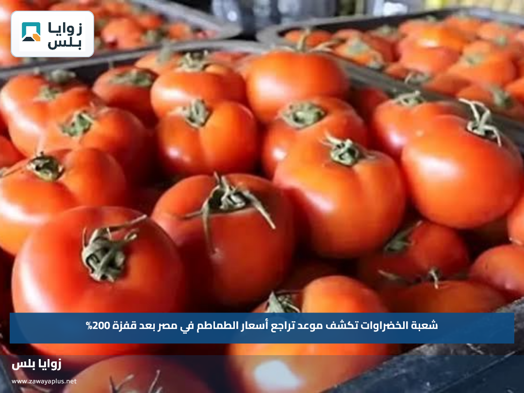 شعبة الخضراوات تكشف موعد تراجع أسعار الطماطم في مصر بعد قفزة 200%