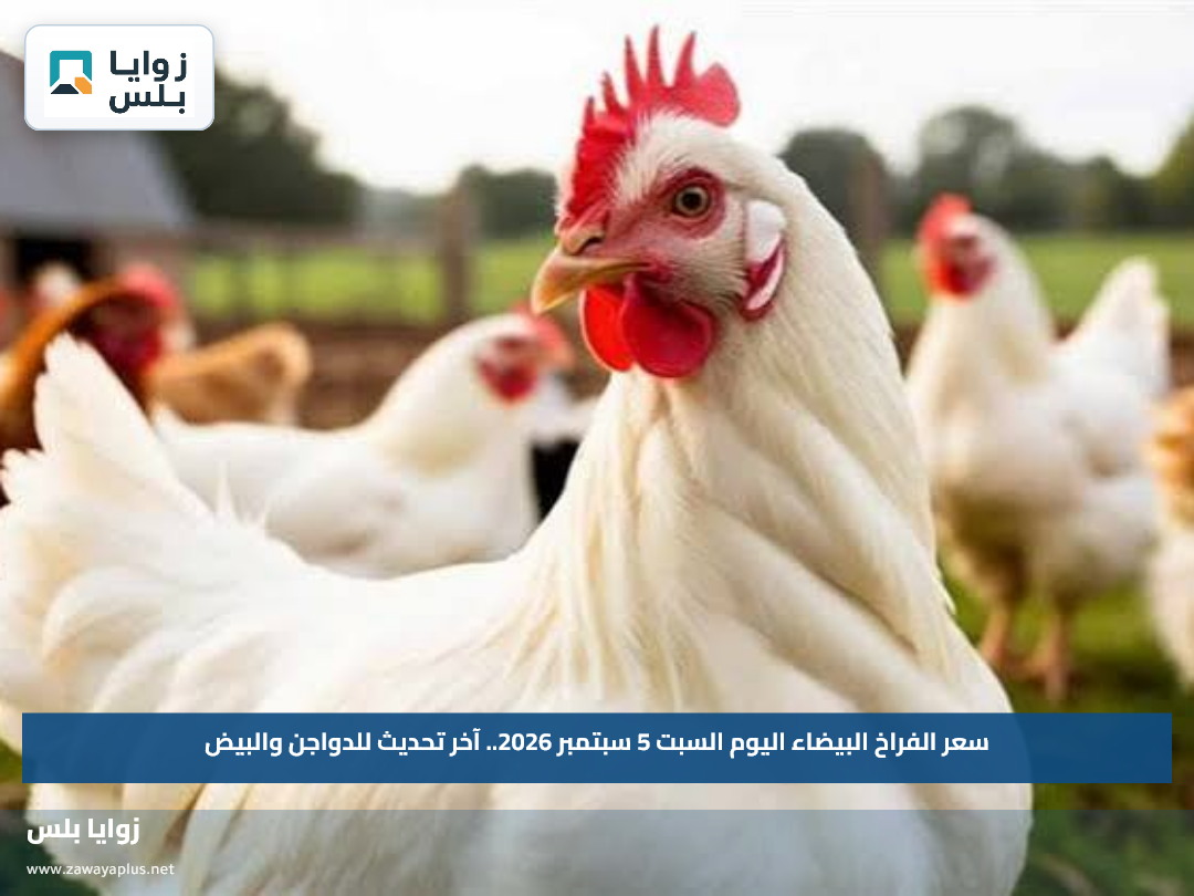 سعر الفراخ البيضاء اليوم السبت 5 سبتمبر 2026.. آخر تحديث للدواجن والبيض