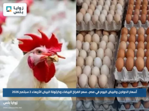 أسعار الدواجن والبيض اليوم في مصر.. سعر الفراخ البيضاء وكرتونة البيض الأربعاء 2 سبتمبر 2026